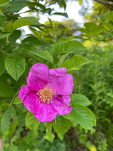 Photo By: Steve Young. Photo taken: Suffolk County, NY on 29 June 2021